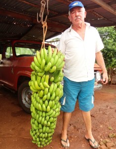 Agenor dos Santos (69 anos), residente na ERS 344, em Porto Mauá, fronteira com a Argentina, colheu um cacho de banana gigante, da variedade caturra, com tamanho de 1,3 metros, 51 kg e 510 frutas