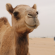 Fernando Albrecht conta a fabulinha do camelo e do dromedário no blog