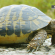 Fernando Albrecht conta a história da tartaruga e coelho no blog
