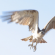 Imagem de uma águia em pleno voo