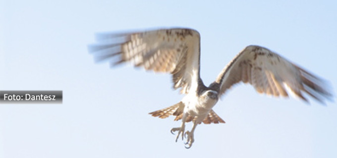 Imagem de uma águia em pleno voo