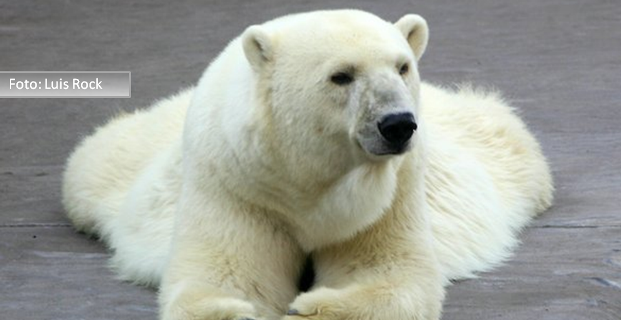 Fernando Albrecht conta o causo do homem que viu um urso polar no Alegrete