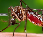 Imagem de um mosquito aedes aegypti, cuja infestação causou alerta sanitário em Porto Alegre