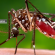 Imagem de um mosquito aedes aegypti, cuja infestação causou alerta sanitário em Porto Alegre