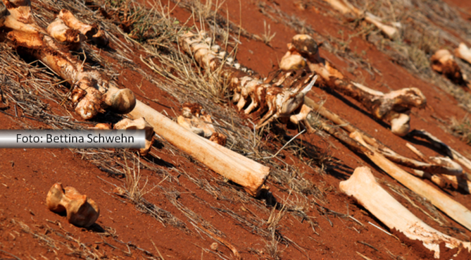 Campo de terra com vários ossos espalhados pelo tereno