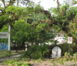 Temporal derruba centenas de árvores em Porto Alegre. Na imagem de João Mattos, parte de árvores impedem o trânsito nas vias da capital gaúcha