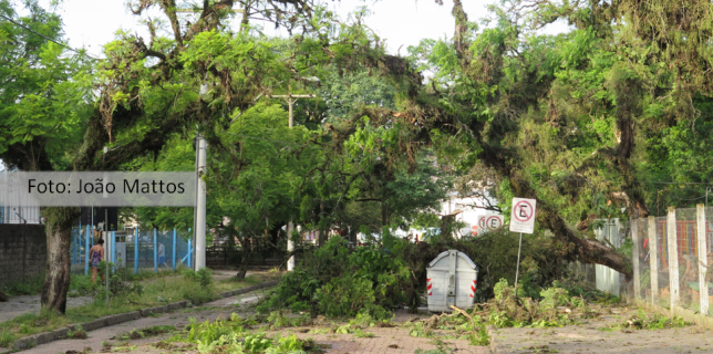 Temporal derruba centenas de árvores em Porto Alegre. Na imagem de João Mattos, parte de árvores impedem o trânsito nas vias da capital gaúcha