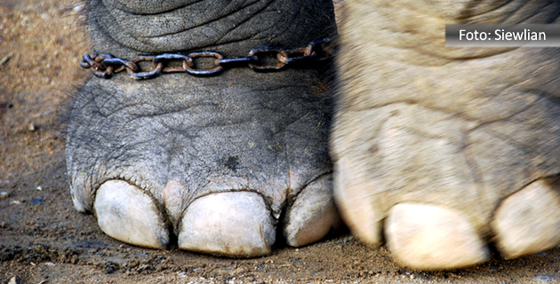 Duas patas de elefante. Uma delas acorrentada com uma corrente enferrujada.