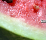 Imagem de um pedaço de melancia onde aparece a casca e a polpa