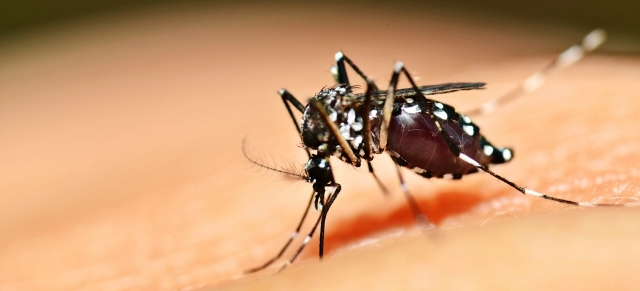 Mosquito aedes aegipty pousa na pele de uma pessoa