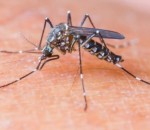 Mosquito aedes aegipty pousado na pele de uma pessoa