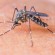 Mosquito aedes aegipty pousado na pele de uma pessoa