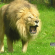 Leão em gramado verde com posição de ataque