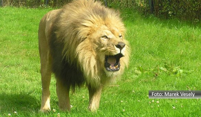 Leão em gramado verde com posição de ataque