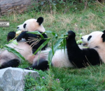 Dois ursos pandas deitados de barriga para cima comendo brotos de bambu