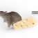 Rato cinza atrás de um pedaço de queijo