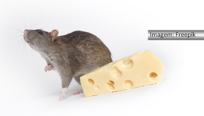 Rato cinza atrás de um pedaço de queijo