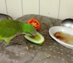 Periquito Ico comendo pepino