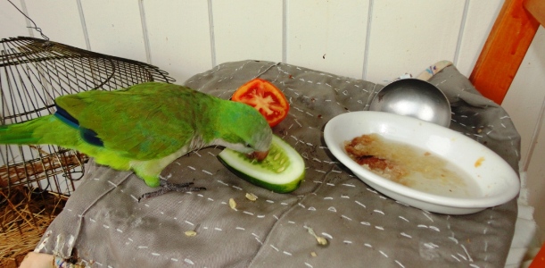 Periquito Ico comendo pepino