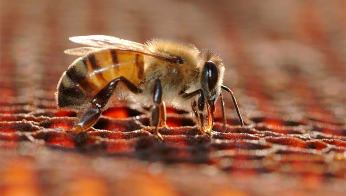 fernando albrecht fala sobre o interesse das abelhas por café expresso