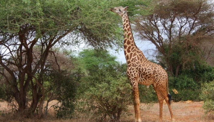 a falha na criação da girafa