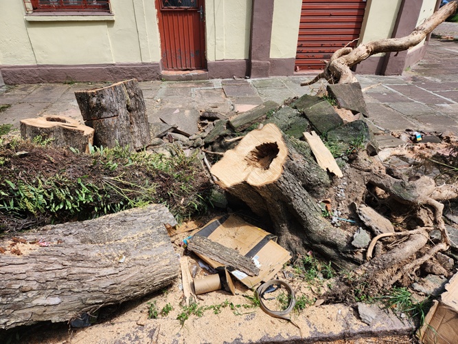 Tronco oco de árvore causa prejuízos por cair durante temporal em Porto Alegre, onde falta programa de podas.  